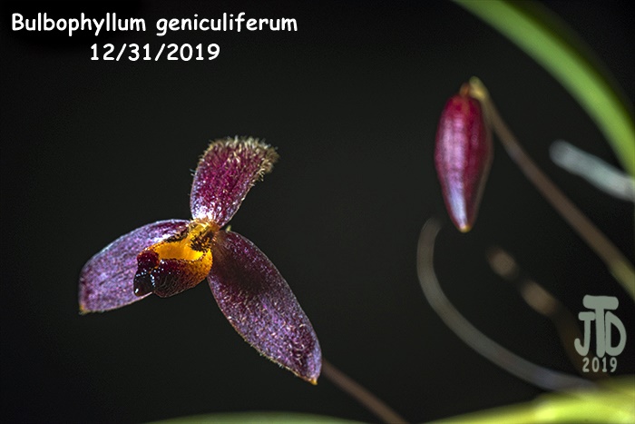 Name:  Bulbophyllum geniculiferum1 12312019.jpg
Views: 1334
Size:  98.0 KB