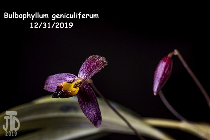 Name:  Bulbophyllum geniculiferum3 12312019.jpg
Views: 915
Size:  90.8 KB