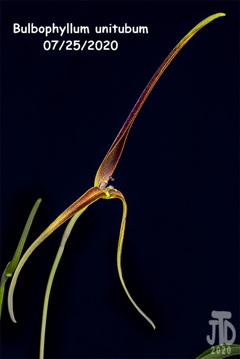Name:  Bulbophyllum unitubum5 07232020.jpg
Views: 283
Size:  86.0 KB