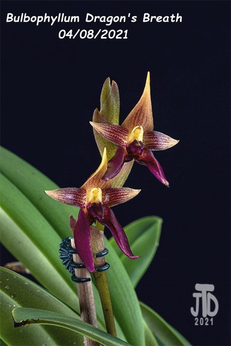 Name:  Bulbophyllum Dragon's Breath5 04082021.jpg
Views: 1830
Size:  104.7 KB