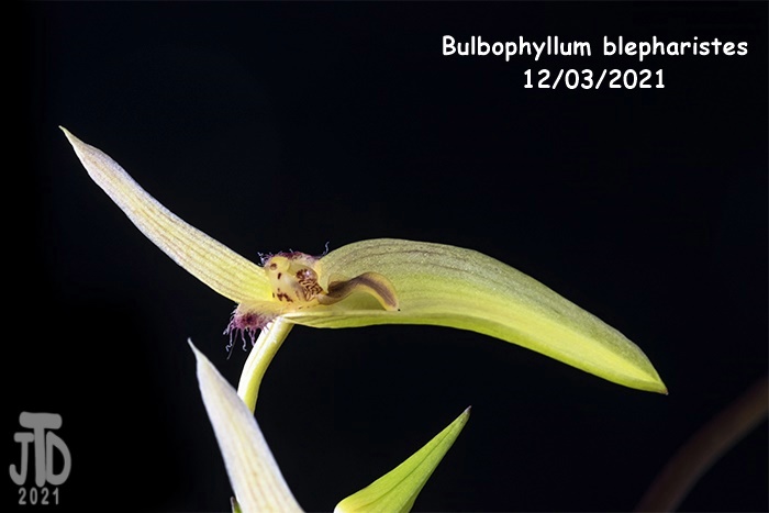 Name:  Bulbophyllum blepharistes1 12032021.jpg
Views: 980
Size:  79.3 KB