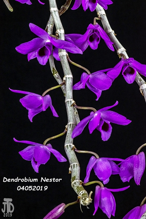 Name:  Dendrobium Nestor3 04042019.jpg
Views: 529
Size:  307.4 KB