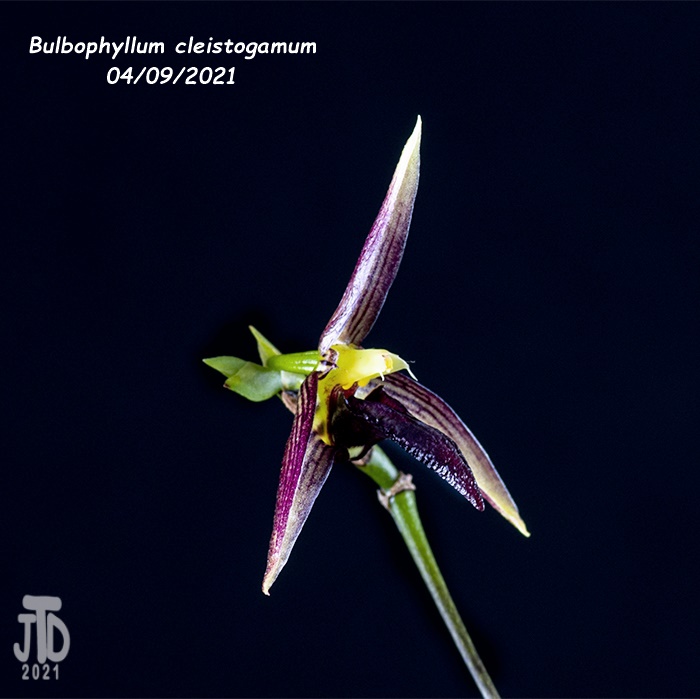 Name:  Bulbophyllum cleistogamum4 04092021.jpg
Views: 1043
Size:  108.4 KB