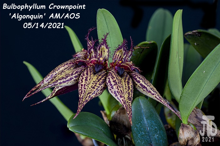 Name:  Bulbophyllum Crownpoint 'Algonquin' AM-AOS4 05152021.jpg
Views: 785
Size:  145.4 KB