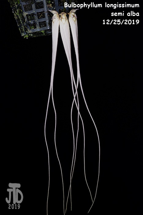 Name:  Bulbophyllum longissimum alba1 12252019.jpg
Views: 255
Size:  66.5 KB