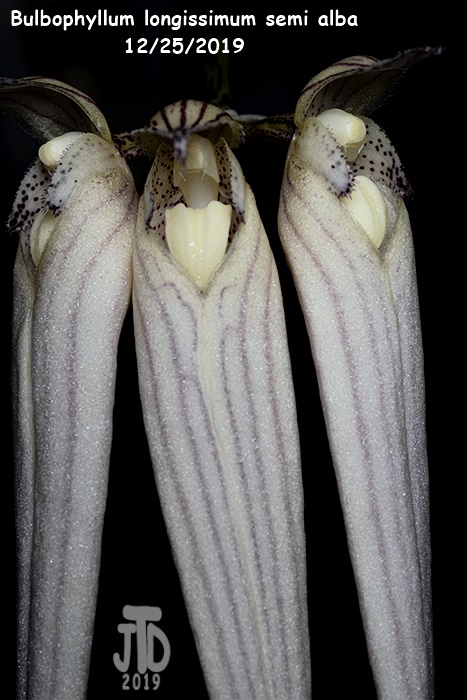 Name:  Bulbophyllum longissimum alba4 12252019.jpg
Views: 977
Size:  134.5 KB