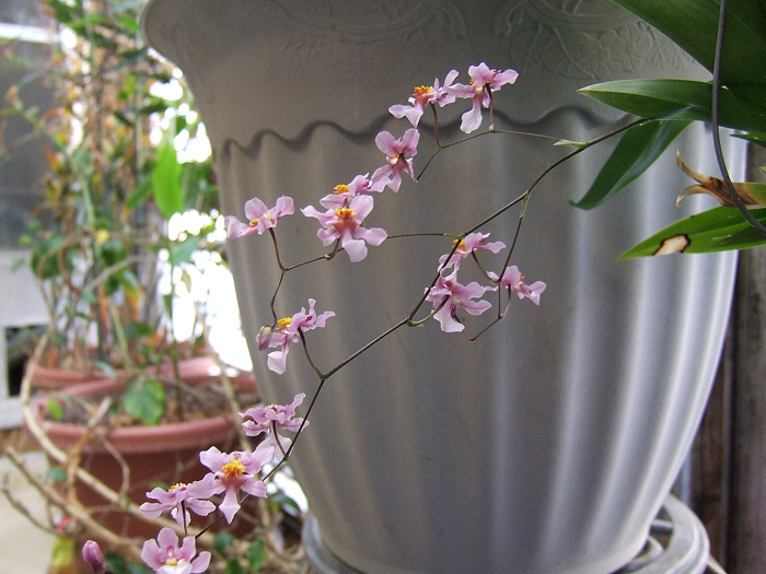 Name:  Oncidiums On The March 018.JPG
Views: 3194
Size:  267.7 KB