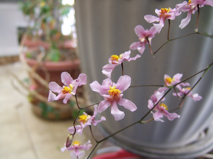 Name:  Oncidiums On The March 020.JPG
Views: 4129
Size:  232.9 KB