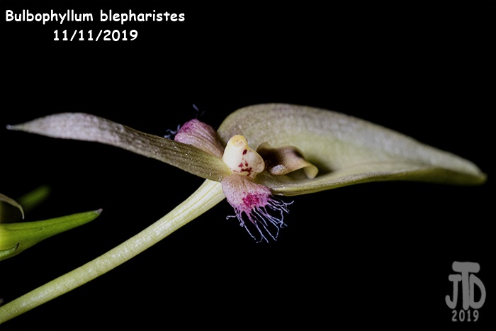 Name:  Bulbophyllum blepharistes2 11112019.jpg
Views: 118
Size:  64.0 KB