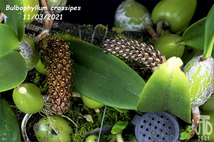 Name:  Bulbophyllum crassipes2 11032021.jpg
Views: 353
Size:  157.5 KB
