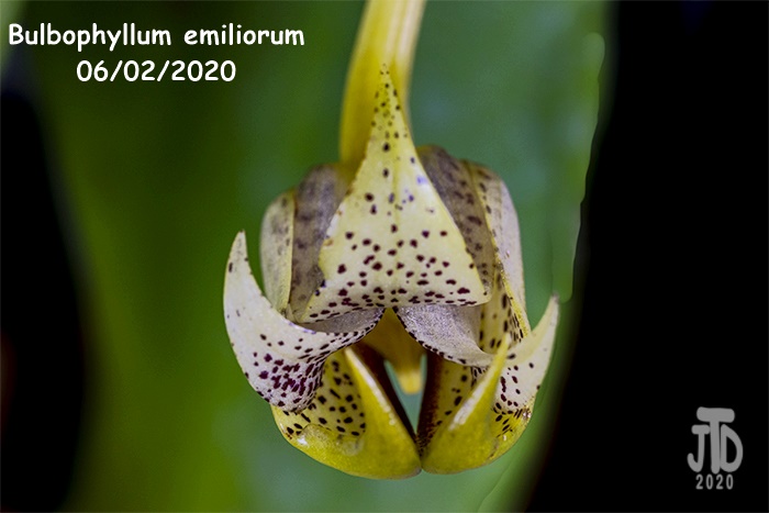 Name:  Bulbophyllum emiliorum2 06022020.jpg
Views: 118
Size:  85.8 KB