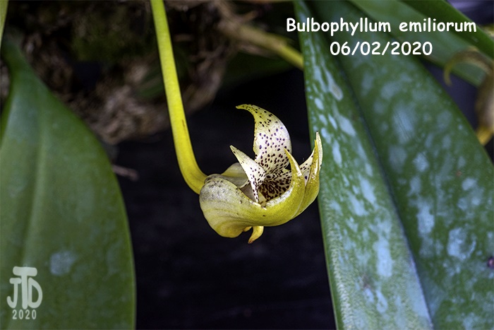 Name:  Bulbophyllum emiliorum3 06022020.jpg
Views: 217
Size:  111.3 KB