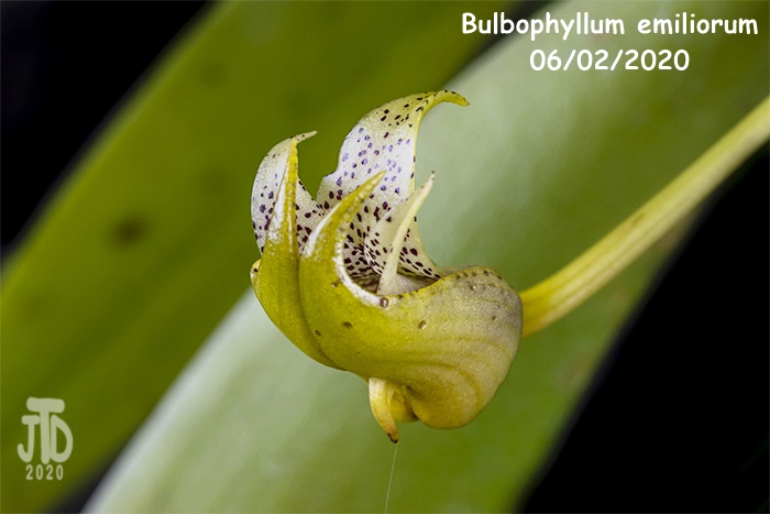Name:  Bulbophyllum emiliorum5 06022020.jpg
Views: 176
Size:  124.4 KB