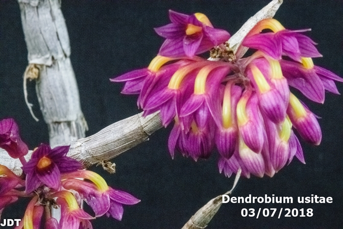 Name:  Dendrobium usitae2 100mm 030518.jpg
Views: 189
Size:  282.6 KB
