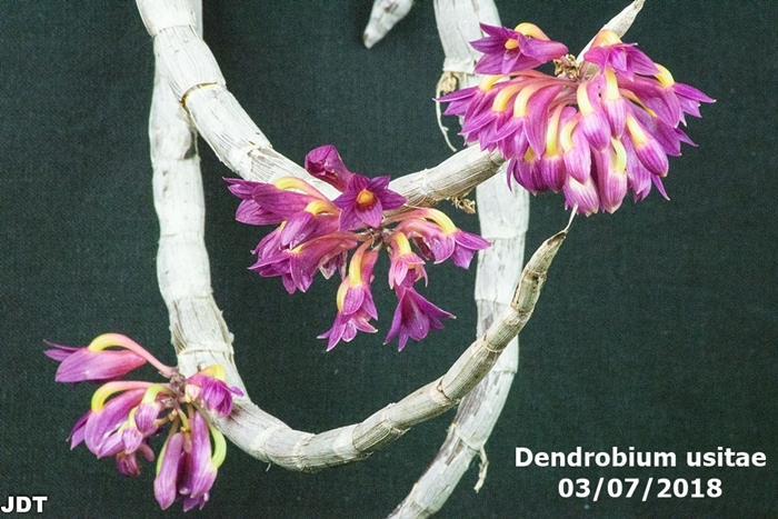 Name:  Dendrobium usitae1 300mm 030518.jpg
Views: 185
Size:  314.5 KB