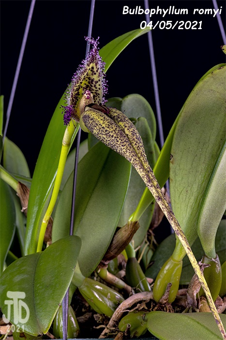 Name:  Bulbophyllum romyi1 0405221.jpg
Views: 1430
Size:  158.9 KB