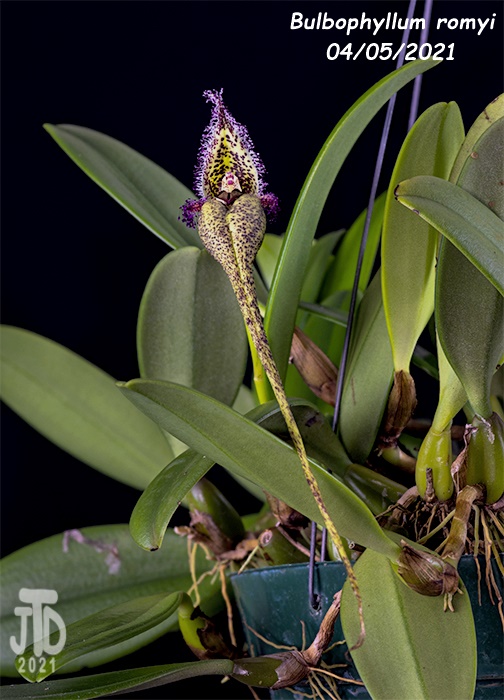 Name:  Bulbophyllum romyi3 0405221.jpg
Views: 302
Size:  136.7 KB