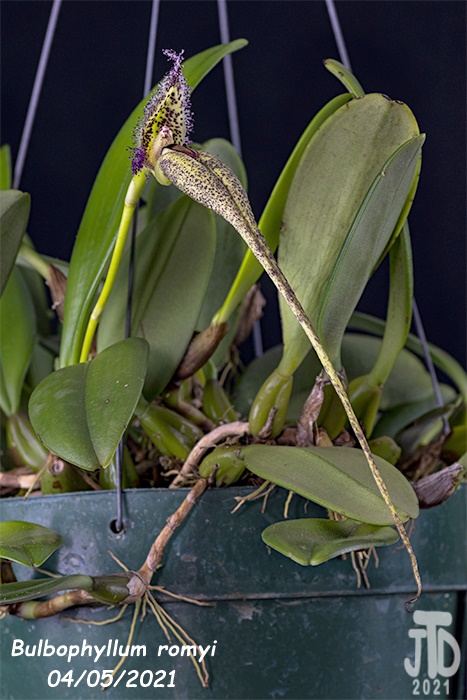Name:  Bulbophyllum romyi4 0405221.jpg
Views: 1170
Size:  133.2 KB