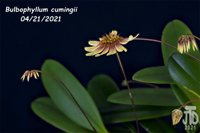 Name:  Bulbophyllum cumingii2 04212021.jpg
Views: 890
Size:  115.1 KB