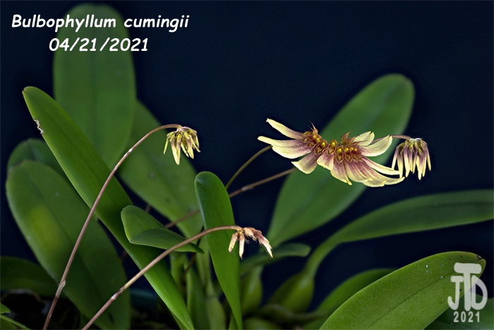 Name:  Bulbophyllum cumingii4 04212021.jpg
Views: 1230
Size:  145.0 KB