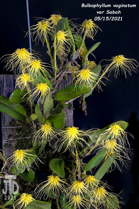 Name:  Bulbophyllum vaginatum var Sabah4 05152021.jpg
Views: 823
Size:  203.9 KB