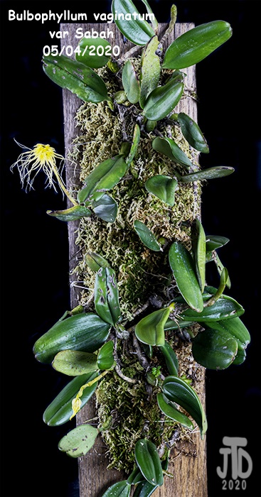 Name:  Bulbophyllum vaginatum var Sabah1 05042020.jpg
Views: 817
Size:  143.4 KB
