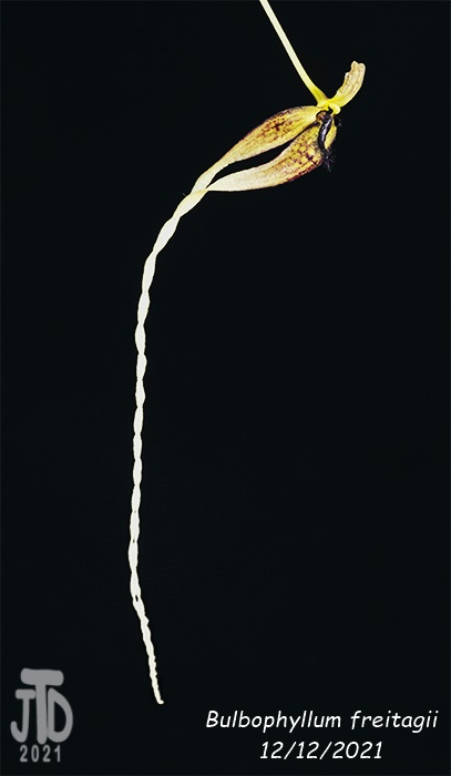 Name:  Bulbophyllum freitagii2 12122021.jpg
Views: 347
Size:  42.6 KB