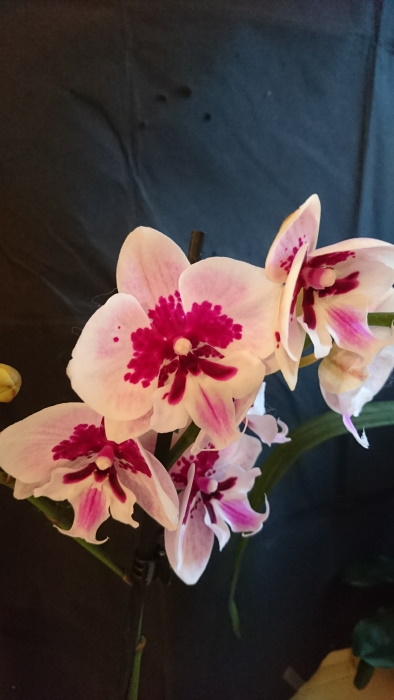 Name:  Phalaenopsis Lioulin Hot Lip 700x700.jpg
Views: 142
Size:  99.7 KB