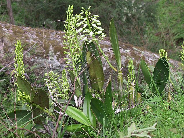 Name:  Dendrobium_speciosum_01_rock lily.jpg
Views: 9555
Size:  106.2 KB