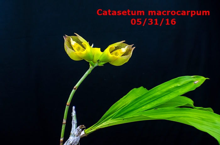 Name:  Catasetum macrocarpum.jpg
Views: 164
Size:  183.4 KB