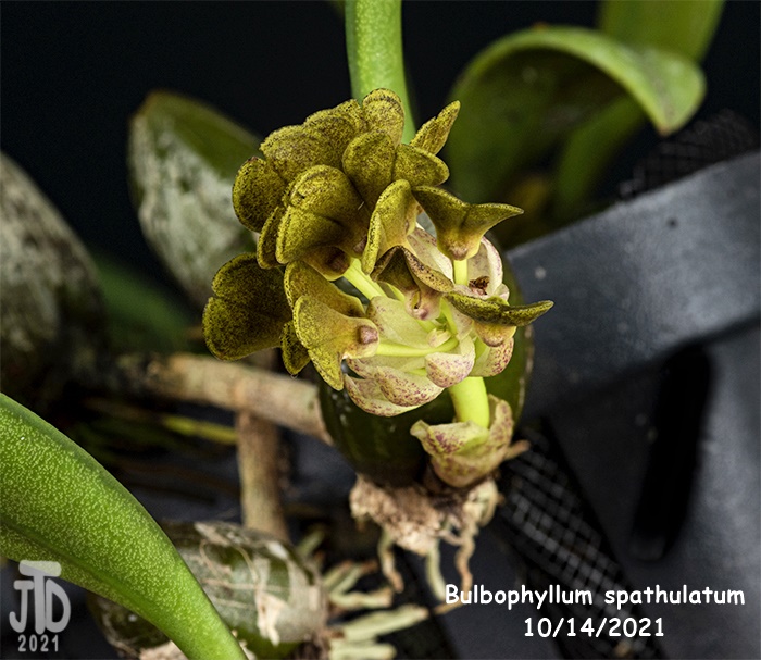 Name:  Bulbophyllum spathulatum3 10142021.jpg
Views: 154
Size:  165.8 KB