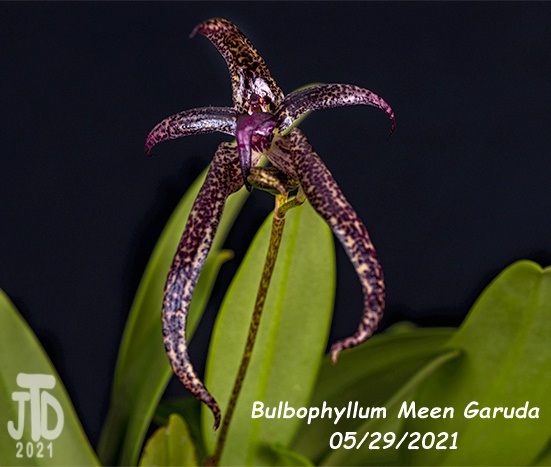 Name:  Bulbophyllum Meen Garuda3 05292021.jpg
Views: 1192
Size:  83.6 KB