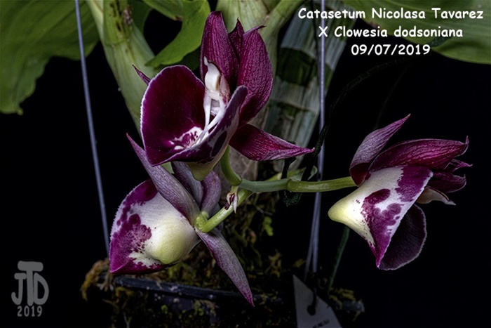 Name:  Catasetum Nicolasa Tavarez X Clowesia dodsoniana1 09072019.jpg
Views: 134
Size:  135.4 KB