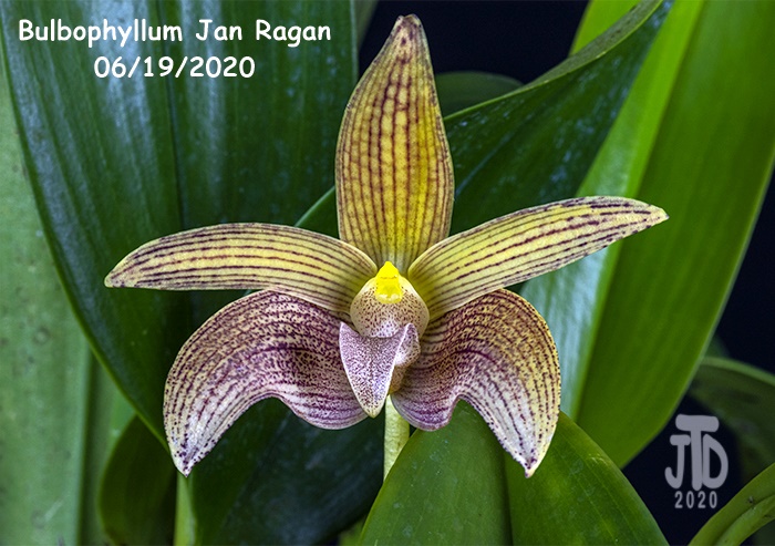 Name:  Bulbophyllum Jan Ragan4 06192020.jpg
Views: 182
Size:  171.3 KB