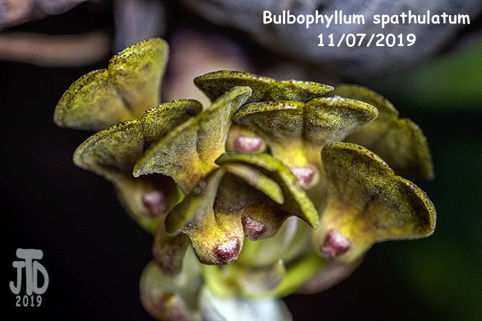 Name:  Bulbophyllum spathulatumRH2 11072019.jpg
Views: 92
Size:  136.8 KB