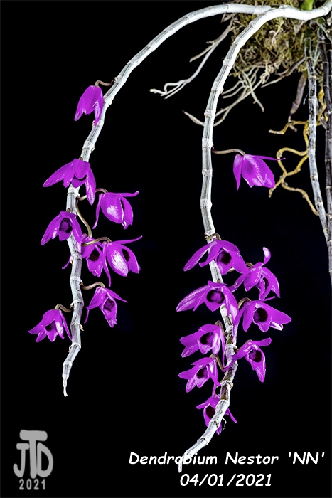 Name:  Dendrobium Nestor 'NN'3 03312021.jpg
Views: 2794
Size:  212.8 KB