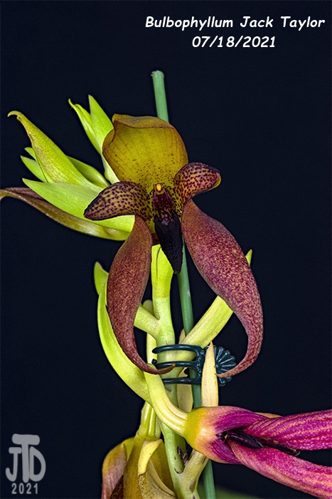 Name:  Bulbophyllum Jack Taylor3 07182021.jpg
Views: 3091
Size:  133.0 KB