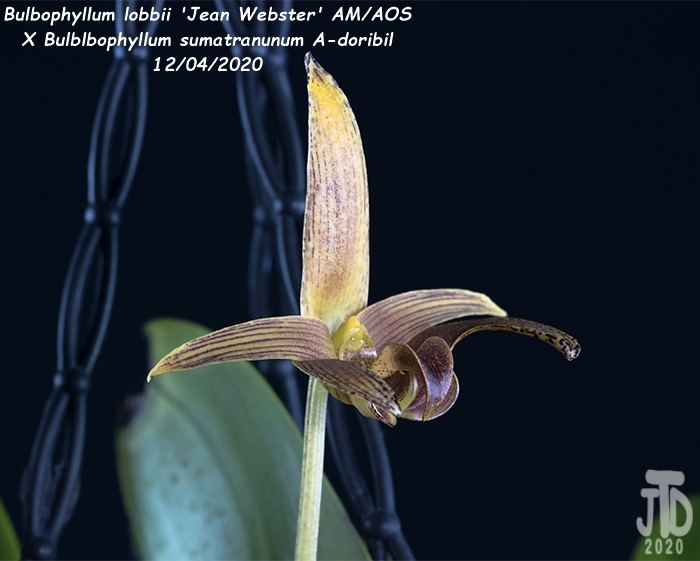 Name:  Bulbophyllum lobbii 'Jean Webster' AMAOS X Bulb. sumatranunum A-doribil2 12032020.jpg
Views: 113
Size:  95.9 KB