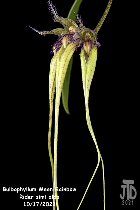 Name:  Bulbophyllum Meen Rainbow Rider semi alba5 10172021.jpg
Views: 77
Size:  70.5 KB
