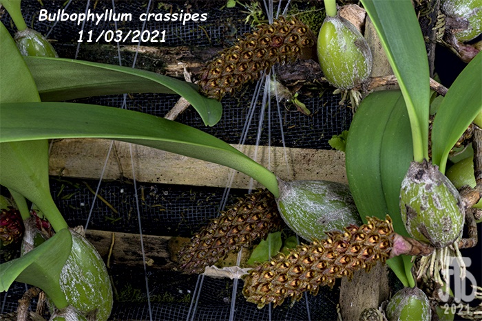 Name:  Bulbophyllum crassipes4 11032021.jpg
Views: 543
Size:  217.3 KB
