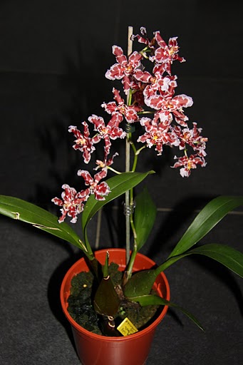 Name:  Orchideeën+Maart+2010+058[1].jpg
Views: 6035
Size:  41.3 KB