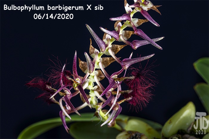 Name:  Bulbophyllum barbigerum X sib4 06142020.jpg
Views: 425
Size:  139.8 KB