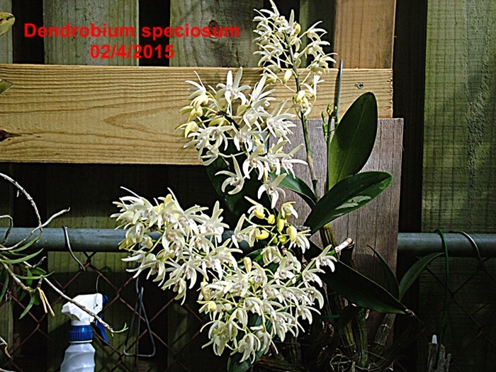 Name:  Dendrobium speciosum.JPG
Views: 326
Size:  379.5 KB