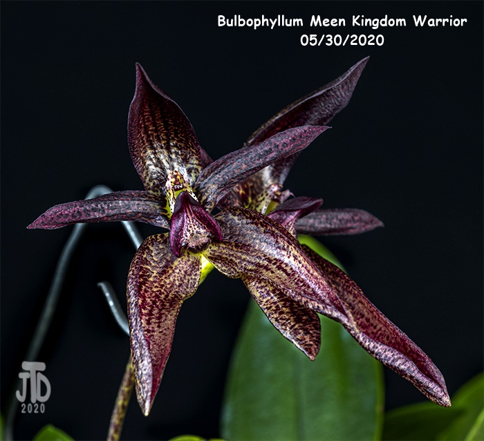 Name:  Bulbophyllum Meen Kingdom Warrior2 05302020.jpg
Views: 703
Size:  198.3 KB