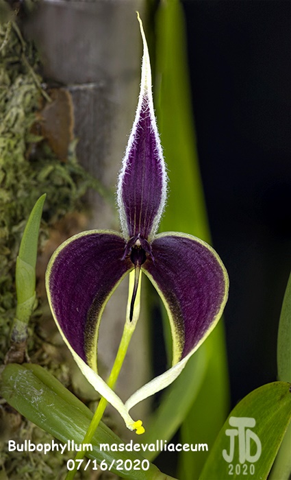 Name:  Bulbophyllum masdevalliaceum2 07162020.jpg
Views: 176
Size:  115.4 KB