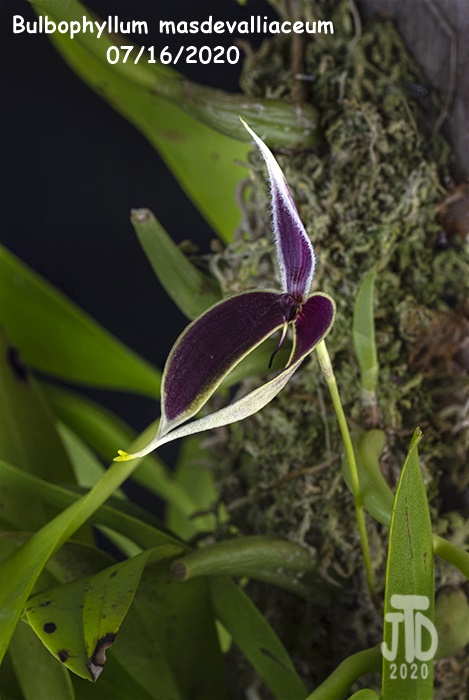 Name:  Bulbophyllum masdevalliaceum3 07162020.jpg
Views: 174
Size:  135.5 KB