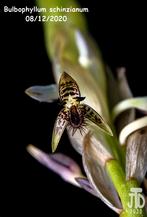Name:  Bulbophyllum schinzianum1 08122020.jpg
Views: 228
Size:  88.5 KB