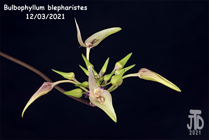 Name:  Bulbophyllum blepharistes4 12032021.jpg
Views: 57
Size:  86.4 KB