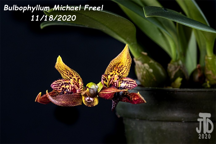 Name:  Bulbophyllum Michael Freel3 11182020.jpg
Views: 1928
Size:  102.2 KB