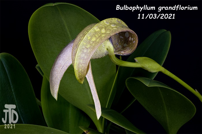 Name:  Bulbophyllum grandiflorum2 11032021.jpg
Views: 62
Size:  98.3 KB